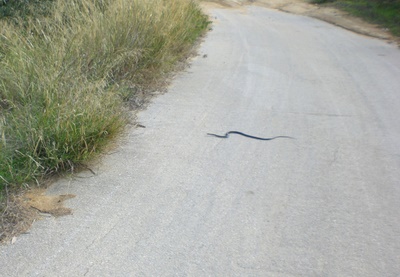 Why did the snake cross the road?